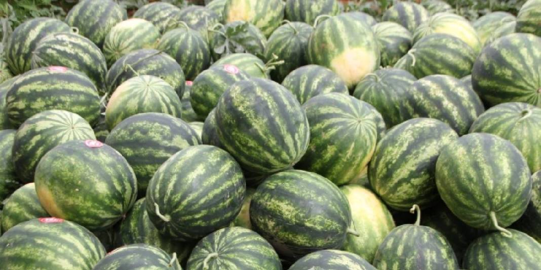 1.5 dönümden 9 ton ürün bekleniyor: Karpuz hasadı için heyecan başladı 6